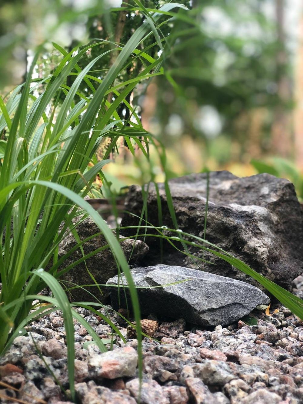 дощовий садок