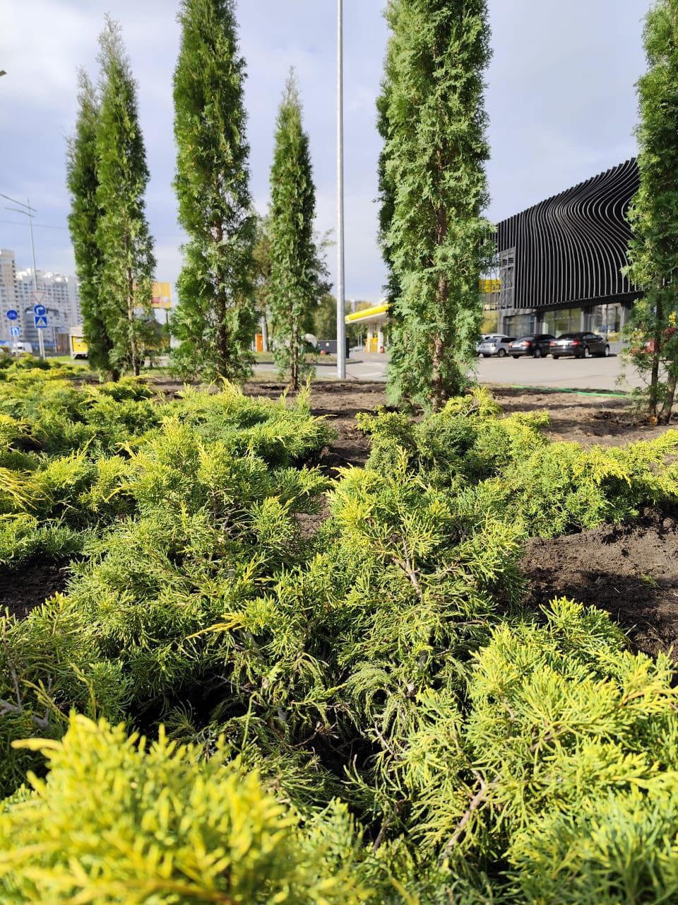 На проспекті Бажана висадили понад сотню туй та ялівців: фото
