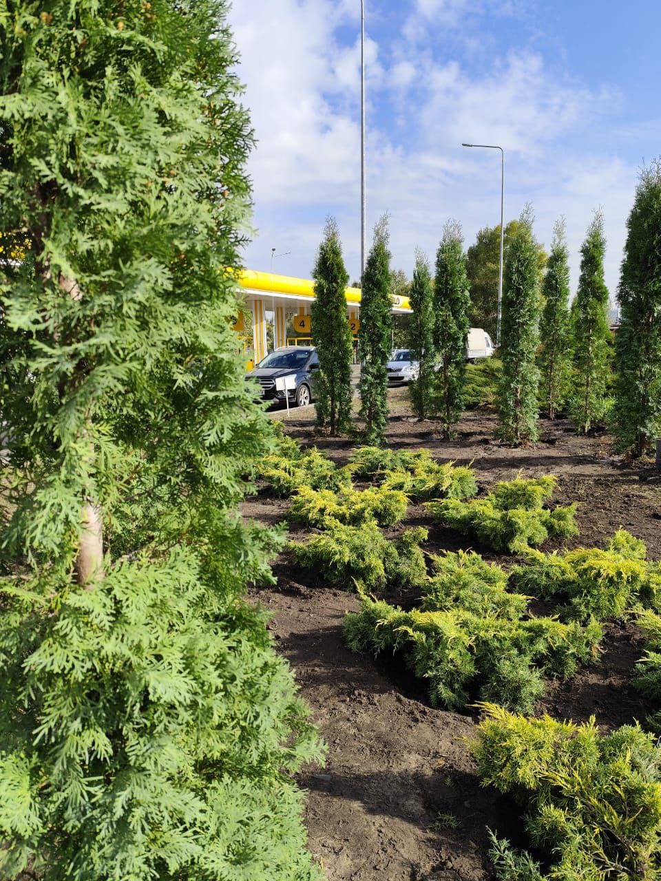 На проспекті Бажана висадили понад сотню туй та ялівців: фото