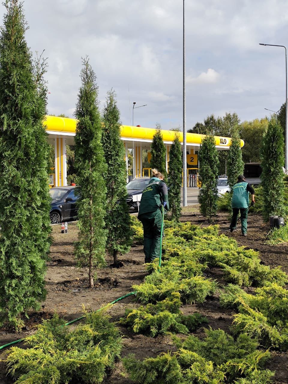 На проспекті Бажана висадили понад сотню туй та ялівців: фото