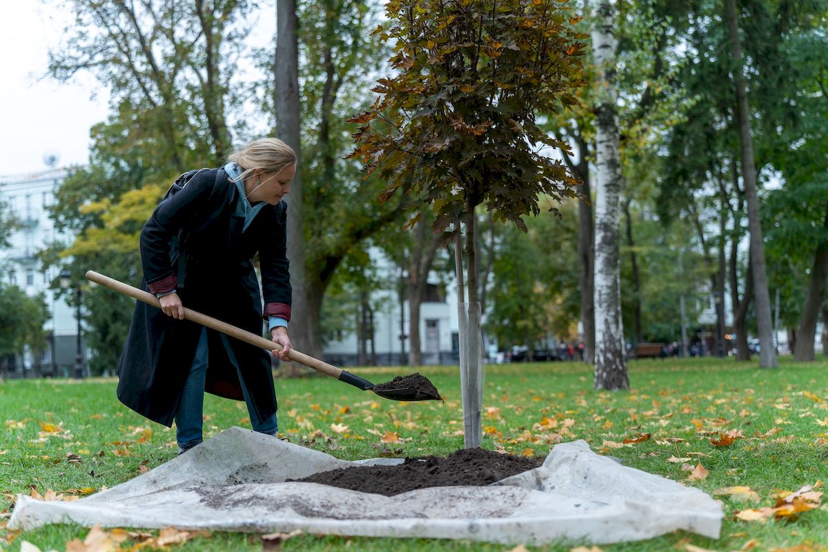 У Маріїнському парку висадили клени з опери Король Артур