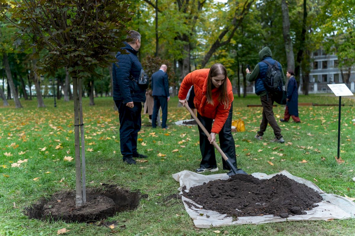 У Маріїнському парку висадили клени з опери Король Артур
