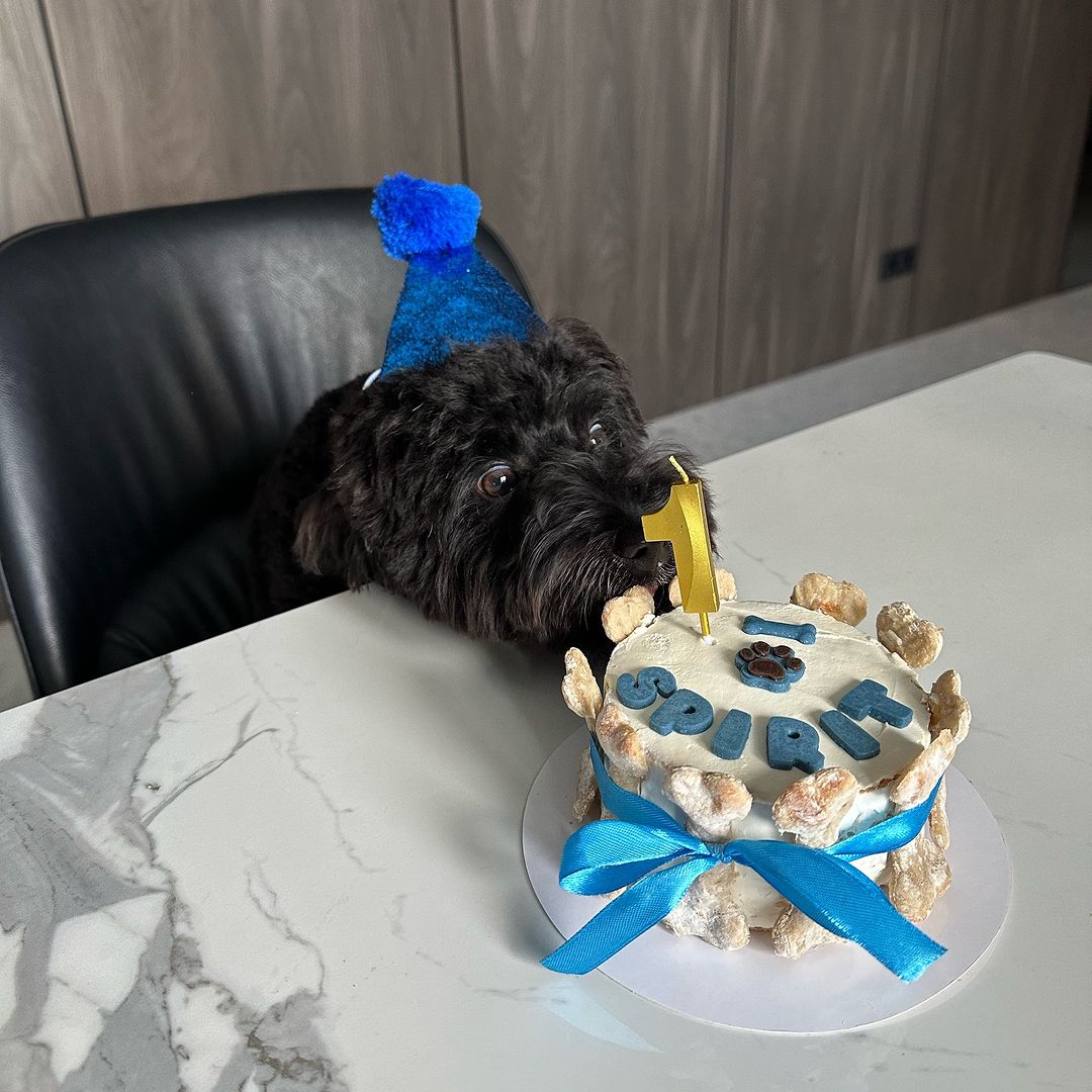 У Києві відкрилась перша в Україні people-friendly кондитерська для собак