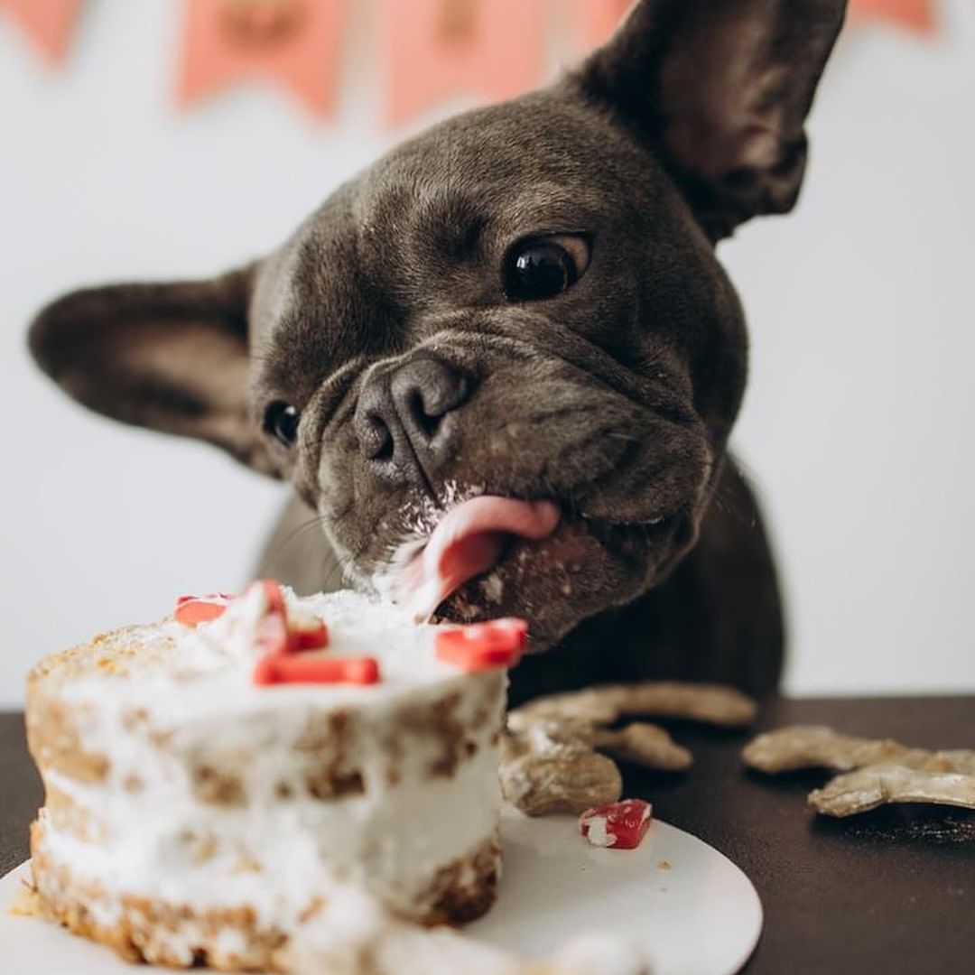 У Києві відкрили кондитерську для собак