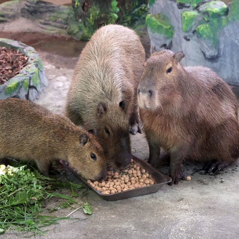 Капібари Київського зоопарку переїхали у нову домівку: фото