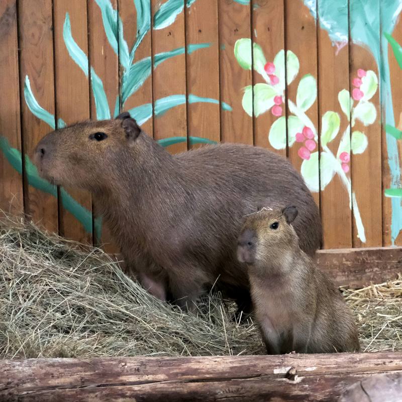 Капібари Київського зоопарку переїхали у нову домівку: фото