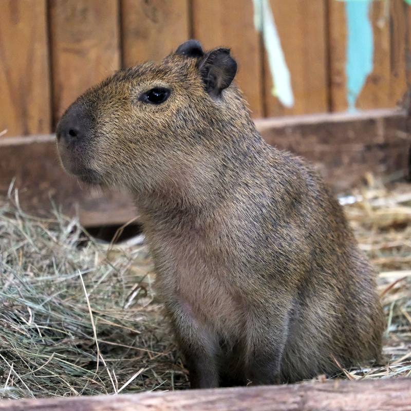 Капібари Київського зоопарку переїхали у нову домівку: фото