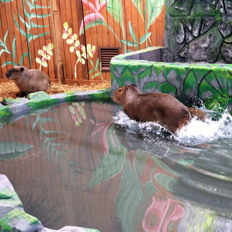 Капібари Київського зоопарку переїхали у нову домівку: фото