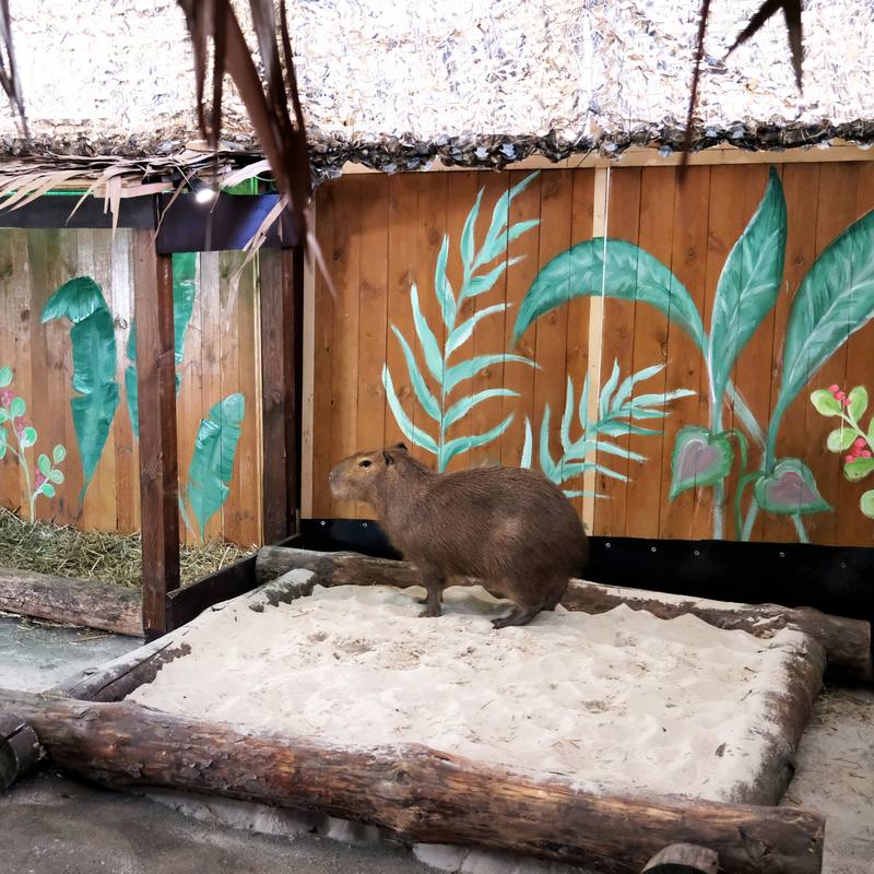 Капібари Київського зоопарку переїхали у нову домівку: фото