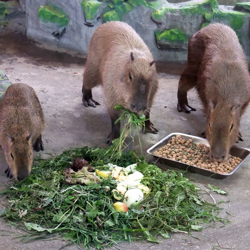 Капібари Київського зоопарку переїхали у нову домівку: фото