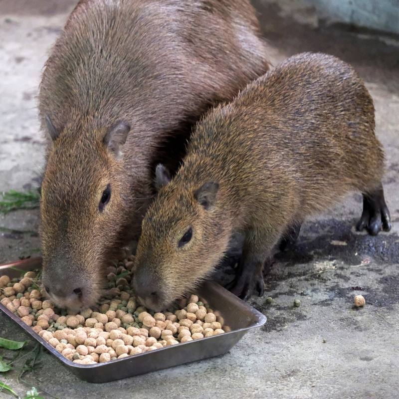 Капібари Київського зоопарку переїхали у нову домівку: фото