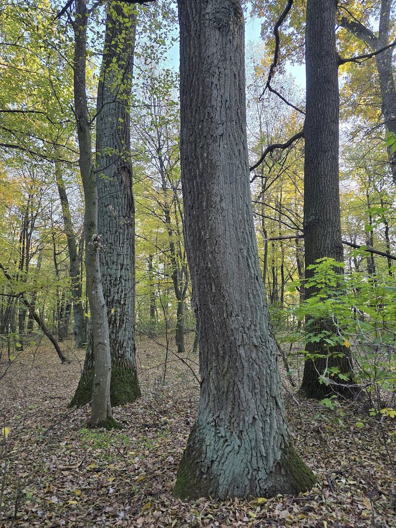 У Голосіївському лісі з'явились бірюзові та білі дуби: що це за явище