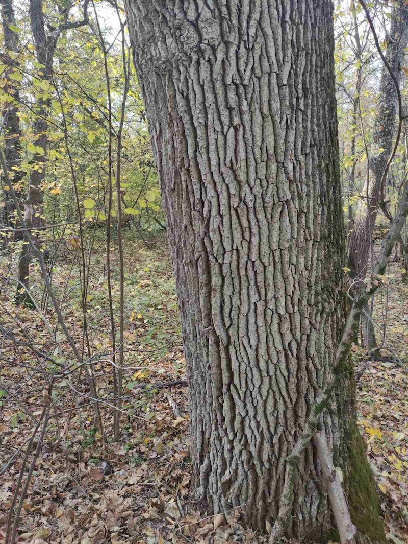 У Голосіївському лісі з'явились бірюзові та білі дуби: що це за явище