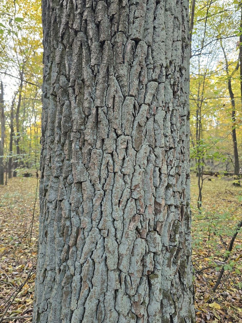 У Голосіївському лісі з'явились бірюзові та білі дуби: що це за явище
