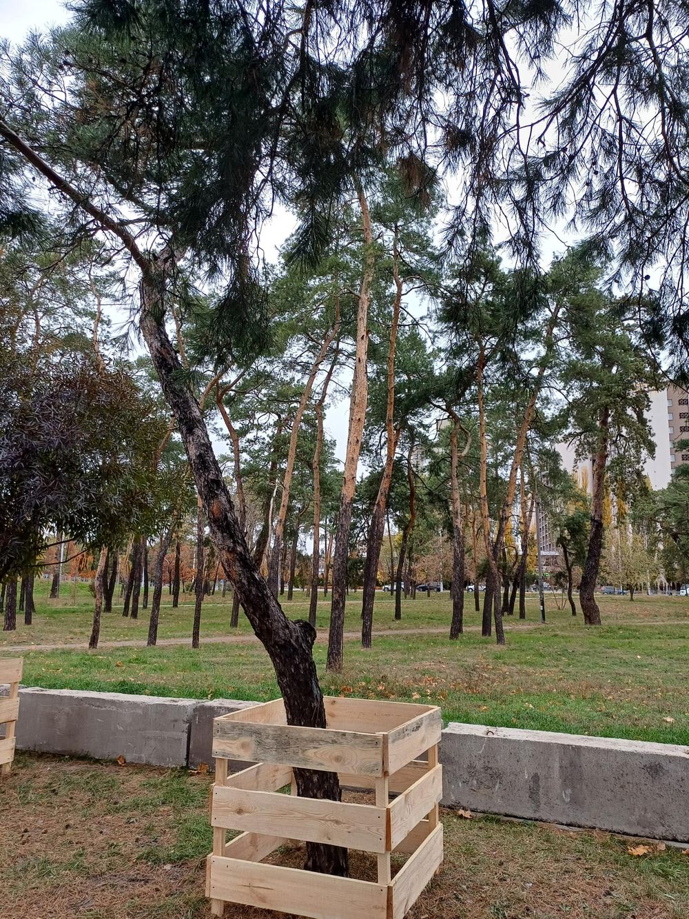 безпечні бар'єри для дерев у Києві