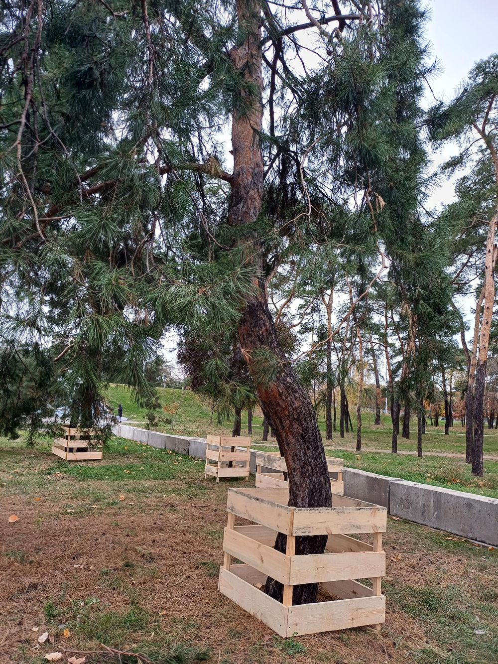 безпечні бар'єри для дерев у Києві