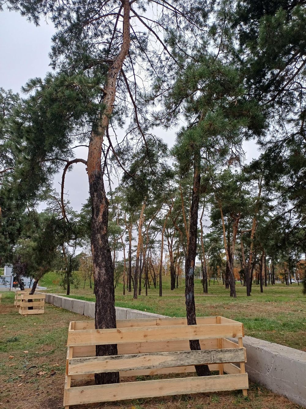 безпечні бар'єри для дерев у Києві