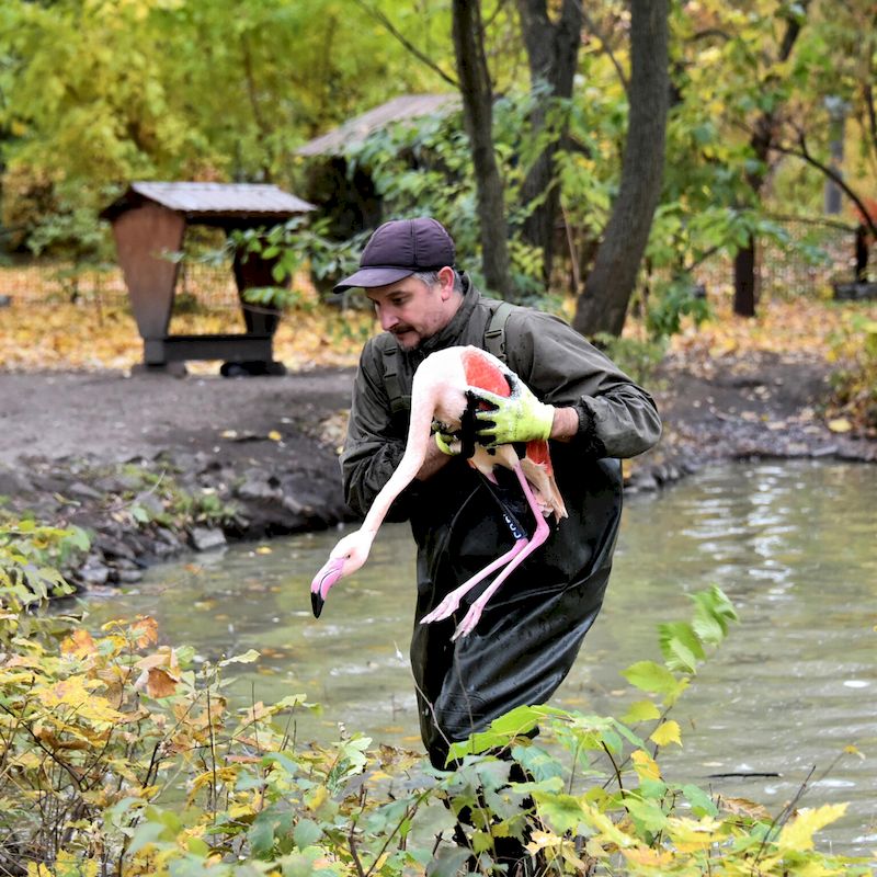 Фламінго Київського зоопарку переселили у зимову резиденцію