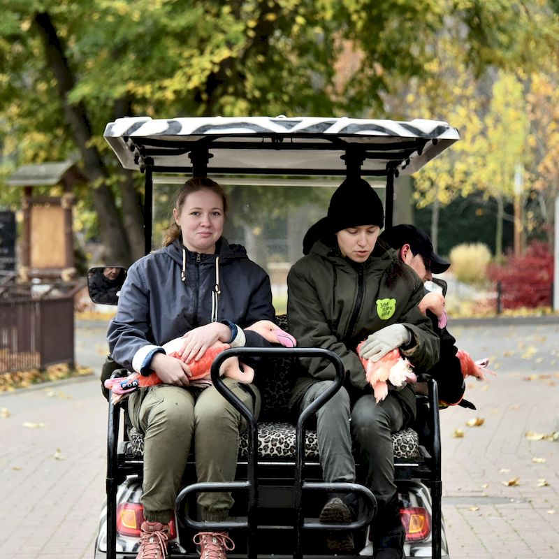 Фламінго Київського зоопарку переселили у зимову резиденцію