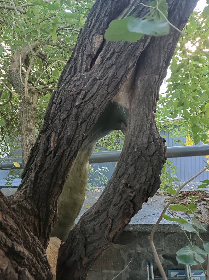 У Києві вилікували 200-річну шовковицю Шевченка