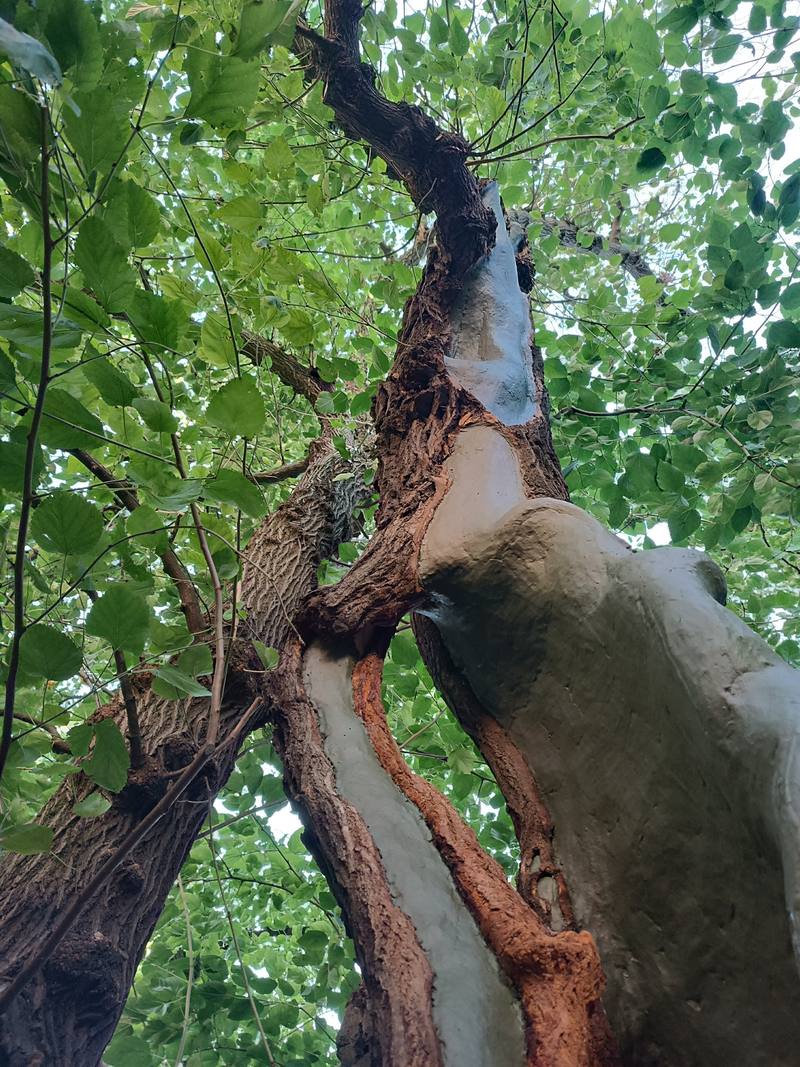 У Києві вилікували 200-річну шовковицю Шевченка