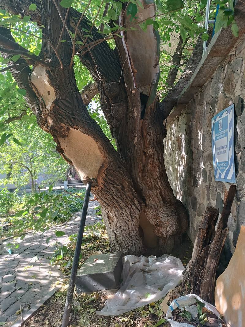 У Києві вилікували 200-річну шовковицю Шевченка