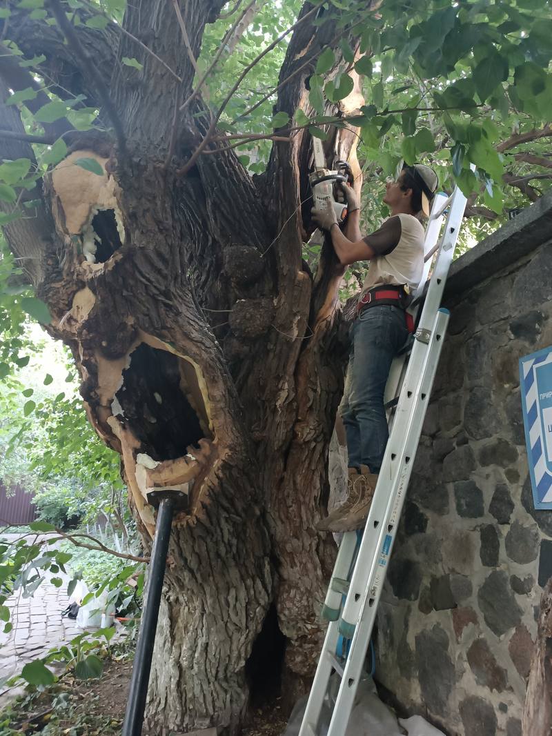 У Києві вилікували 200-річну шовковицю Шевченка