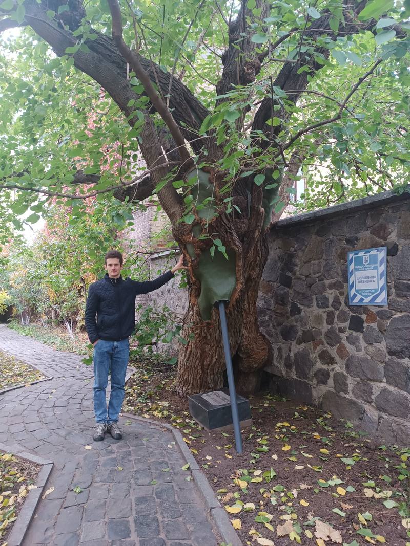 У Києві вилікували 200-річну шовковицю Шевченка