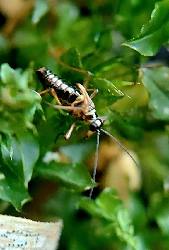 Льодовичник Вествуда