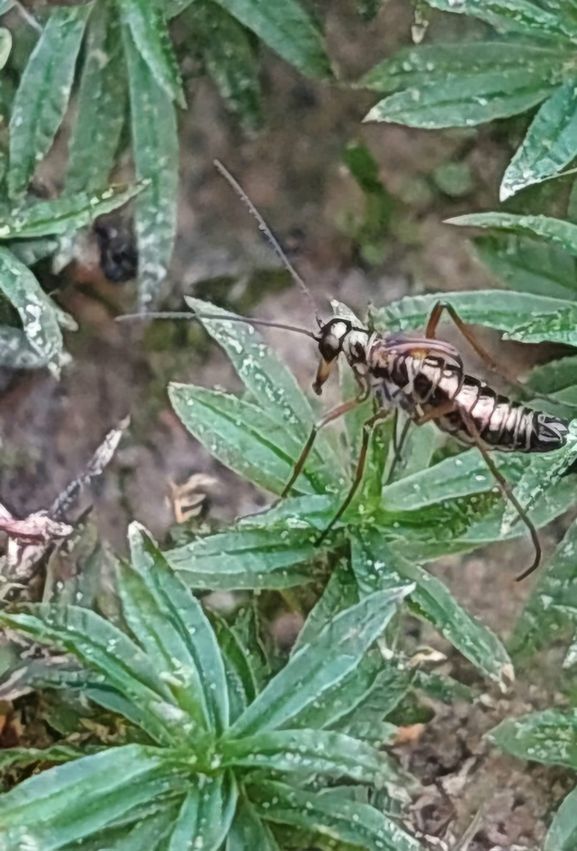 Льодовичник Вествуда