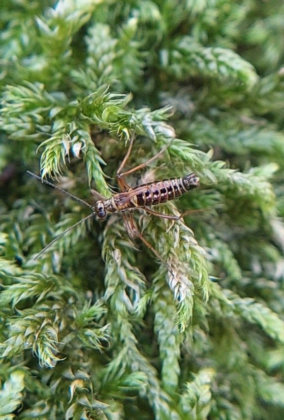 Льодовичник Вествуда