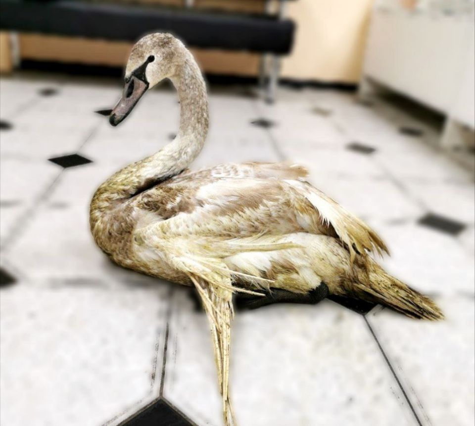 Поранені птахи