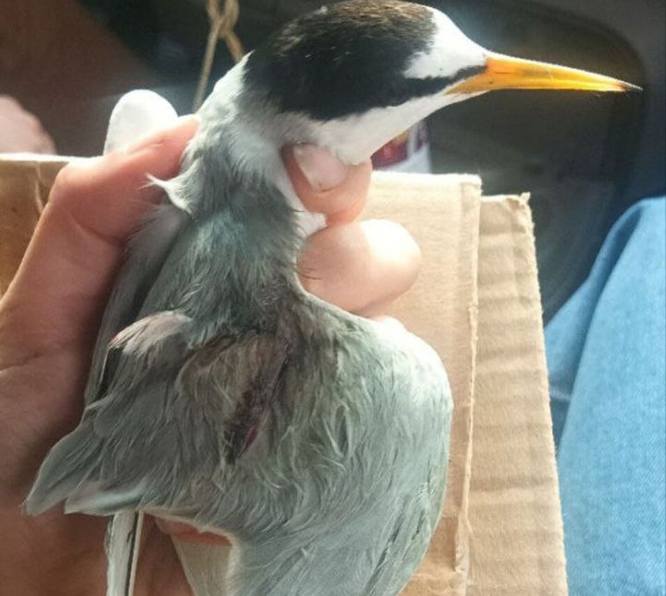 Поранені птахи