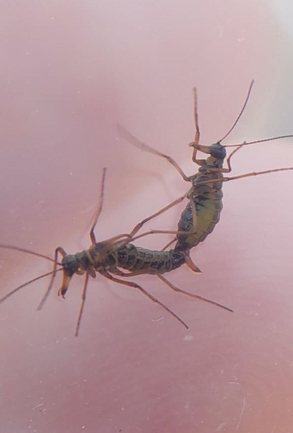 Льодовичник Вествуда