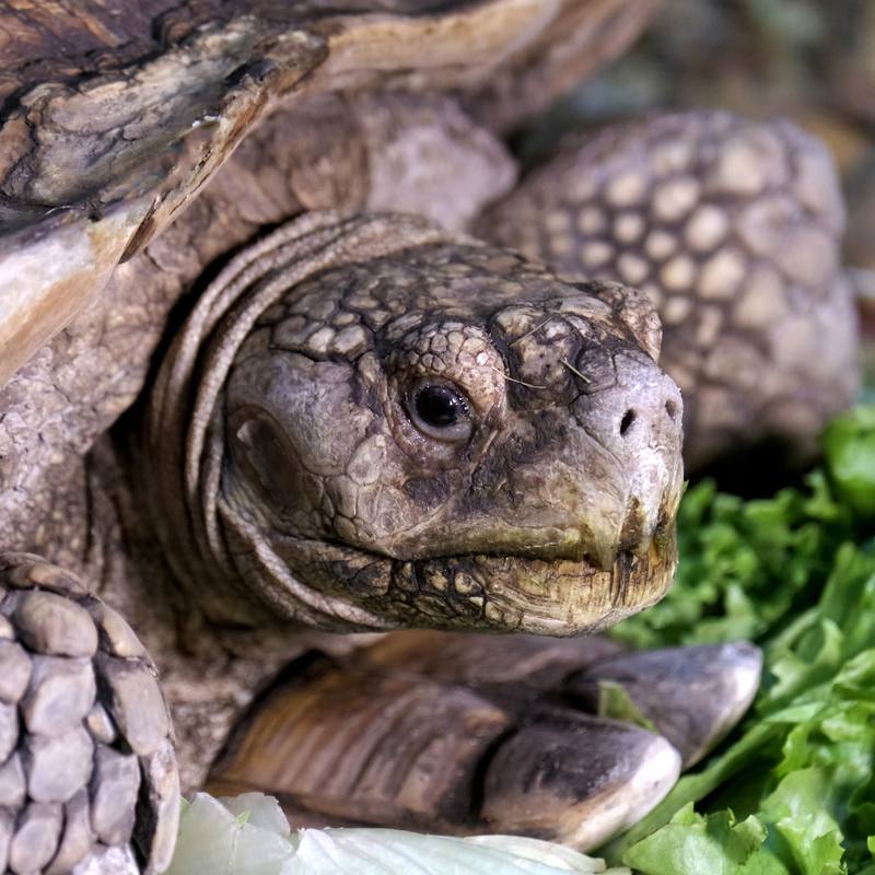 Родину шпорових черепах у Київському зоопарку переселили у зимову оселю