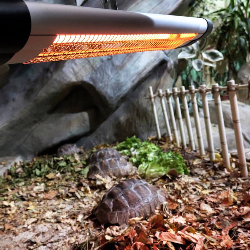 Родину шпорових черепах у Київському зоопарку переселили у зимову оселю