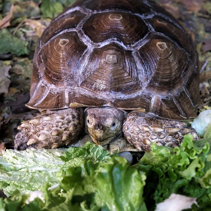 Родину шпорових черепах у Київському зоопарку переселили у зимову оселю
