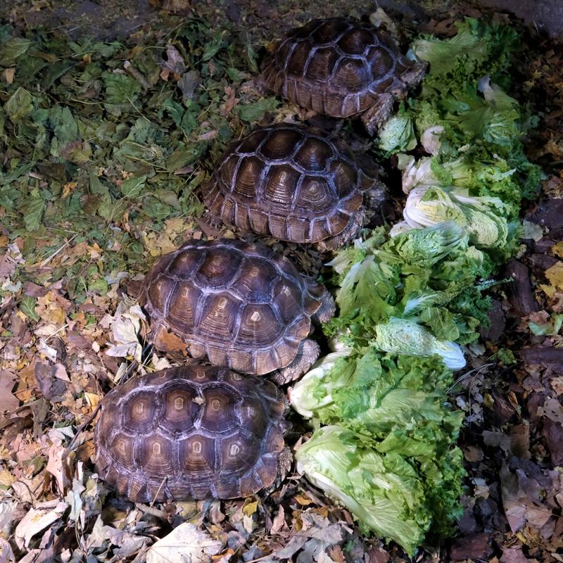Родину шпорових черепах у Київському зоопарку переселили у зимову оселю