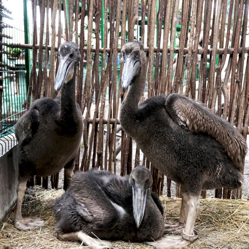 У Київському зоопарку народились пташенята рідкісного червонокнижного виду