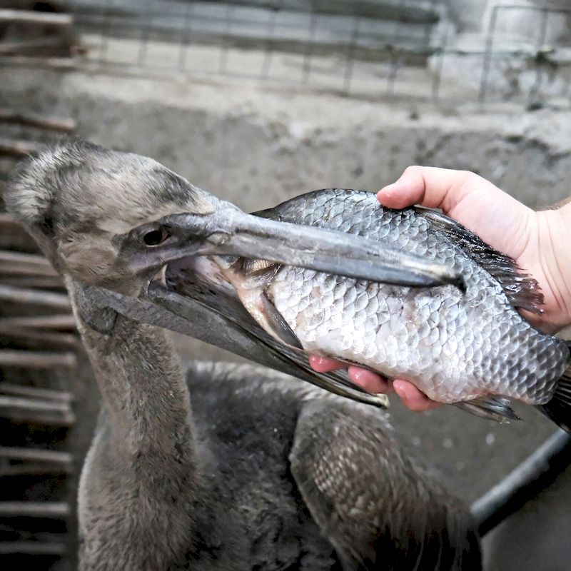У Київському зоопарку народились пташенята рідкісного червонокнижного виду