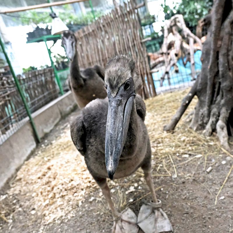 У Київському зоопарку народились пташенята рідкісного червонокнижного виду