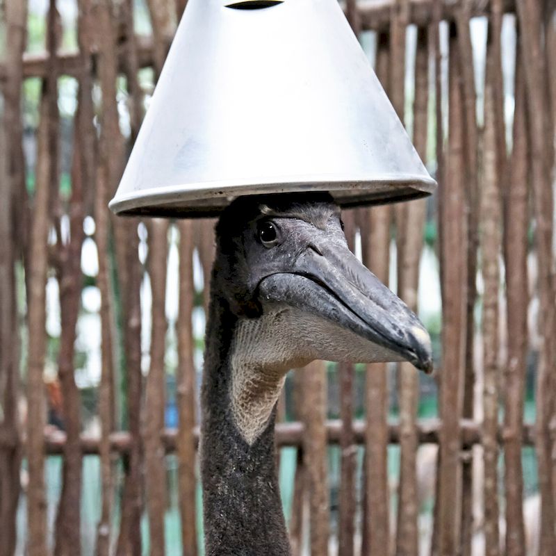 У Київському зоопарку народились пташенята рідкісного червонокнижного виду