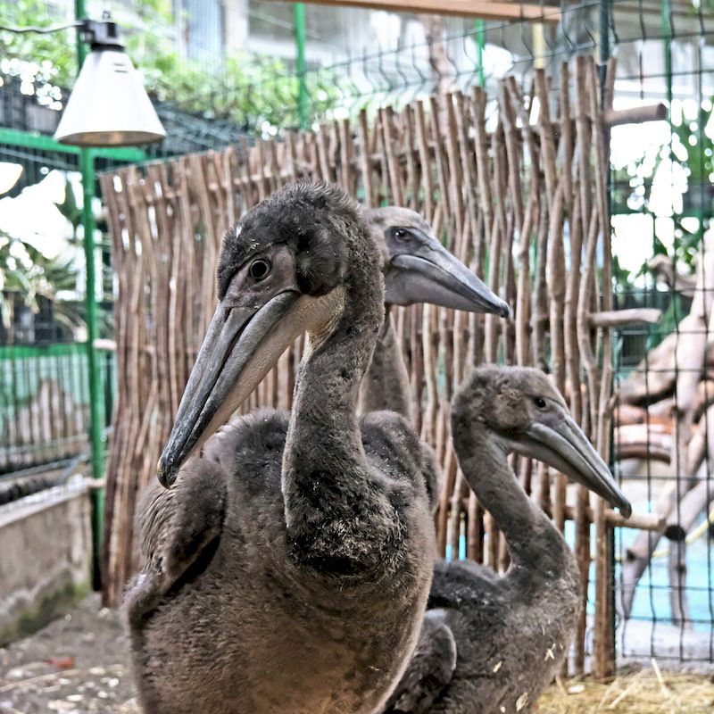 У Київському зоопарку народились пташенята рідкісного червонокнижного виду