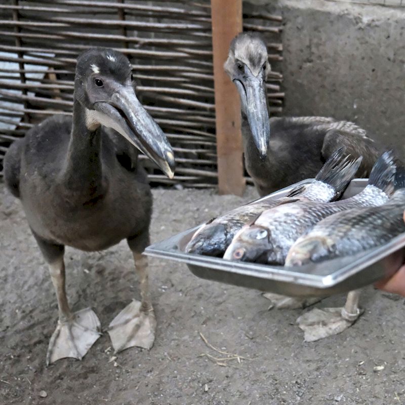 У Київському зоопарку народились пташенята рідкісного червонокнижного виду