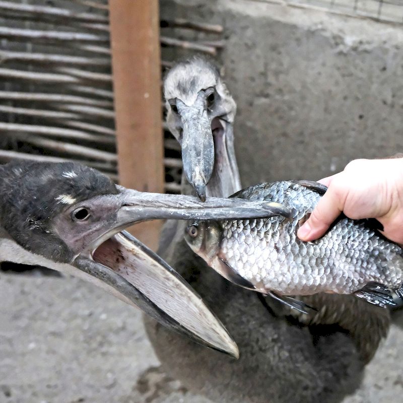 У Київському зоопарку народились пташенята рідкісного червонокнижного виду