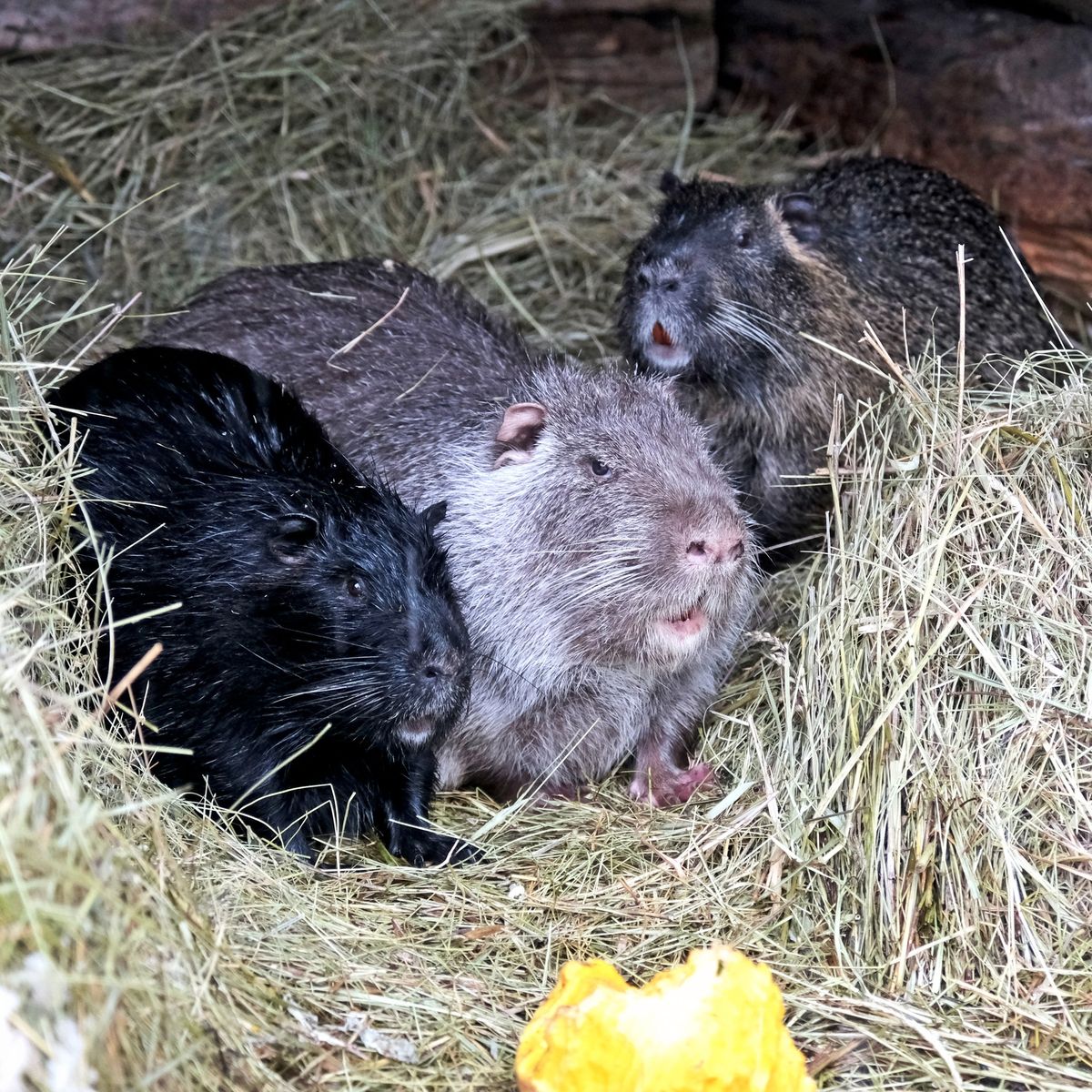 Київський зоопарк