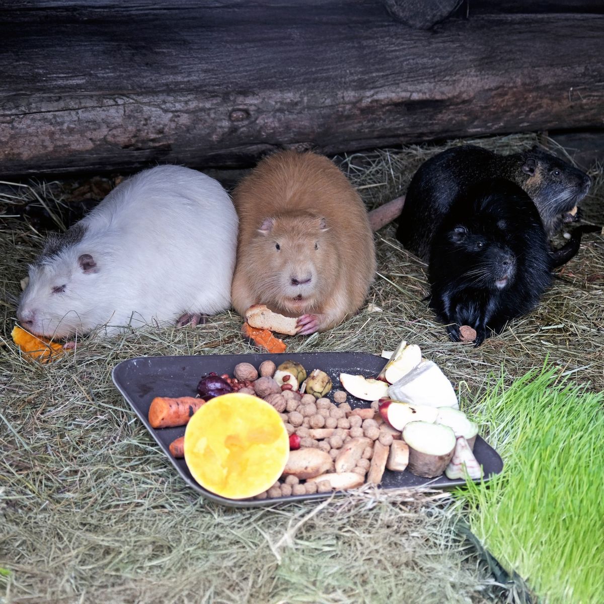 Київський зоопарк