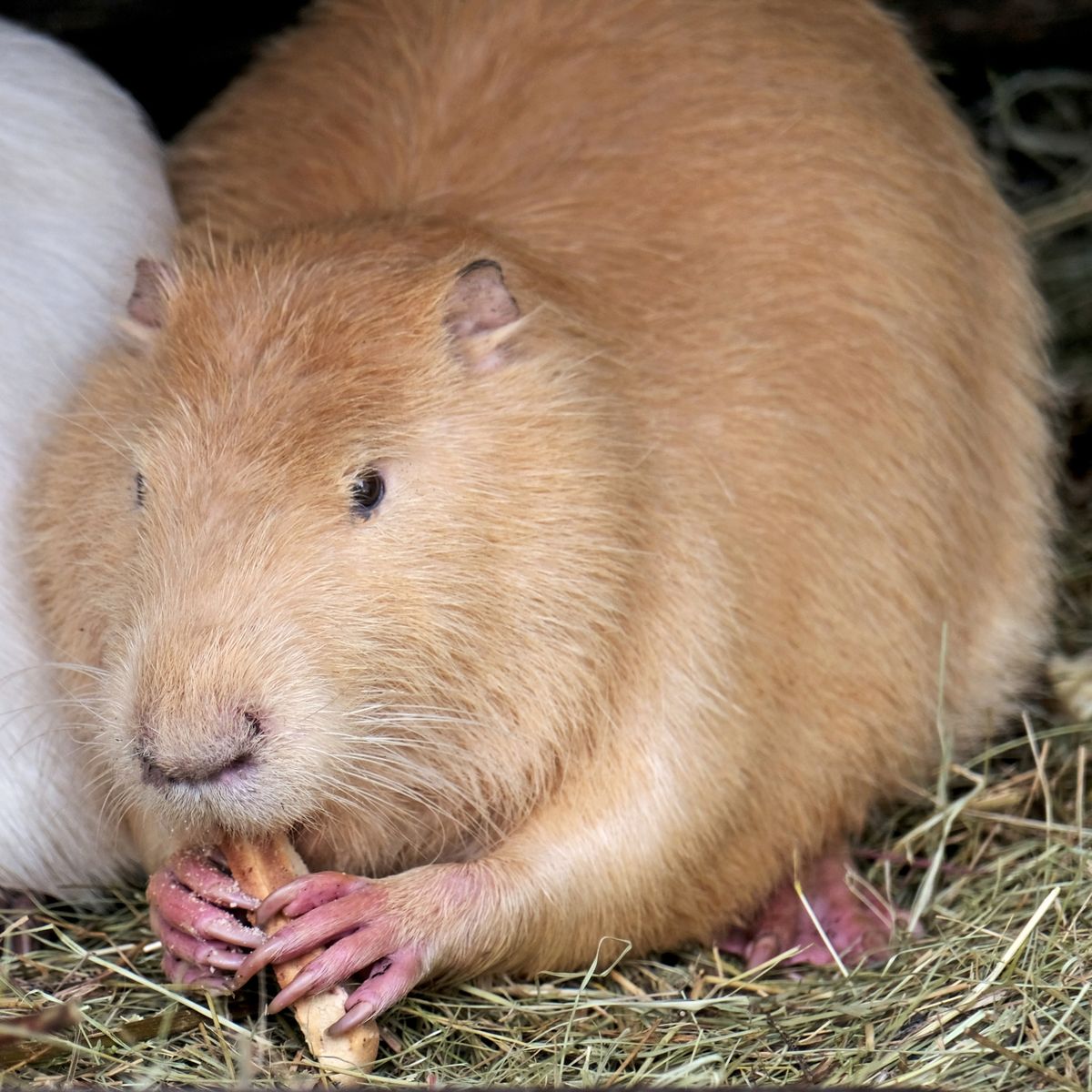 Київський зоопарк