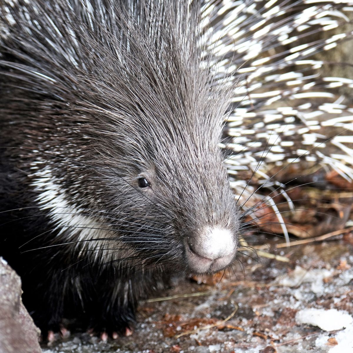 Київський зоопарк
