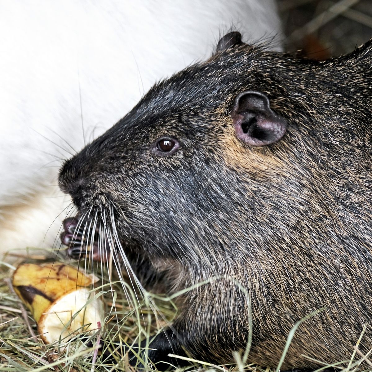 Київський зоопарк